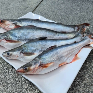 whole frozen fish (2 kg)