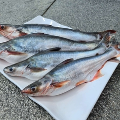 Whole Frozen Fish (1 Kg)